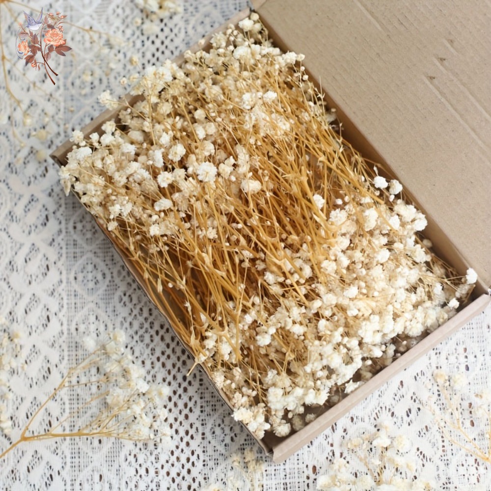 100pcs Bunga Baby's Breath Ker - Craft Embellishments ulasan dan harga